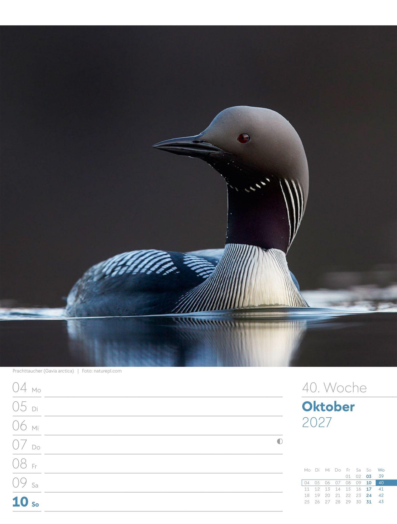 Beispielinhalt (Bild) Vögel Wochenplaner Kalender 2027