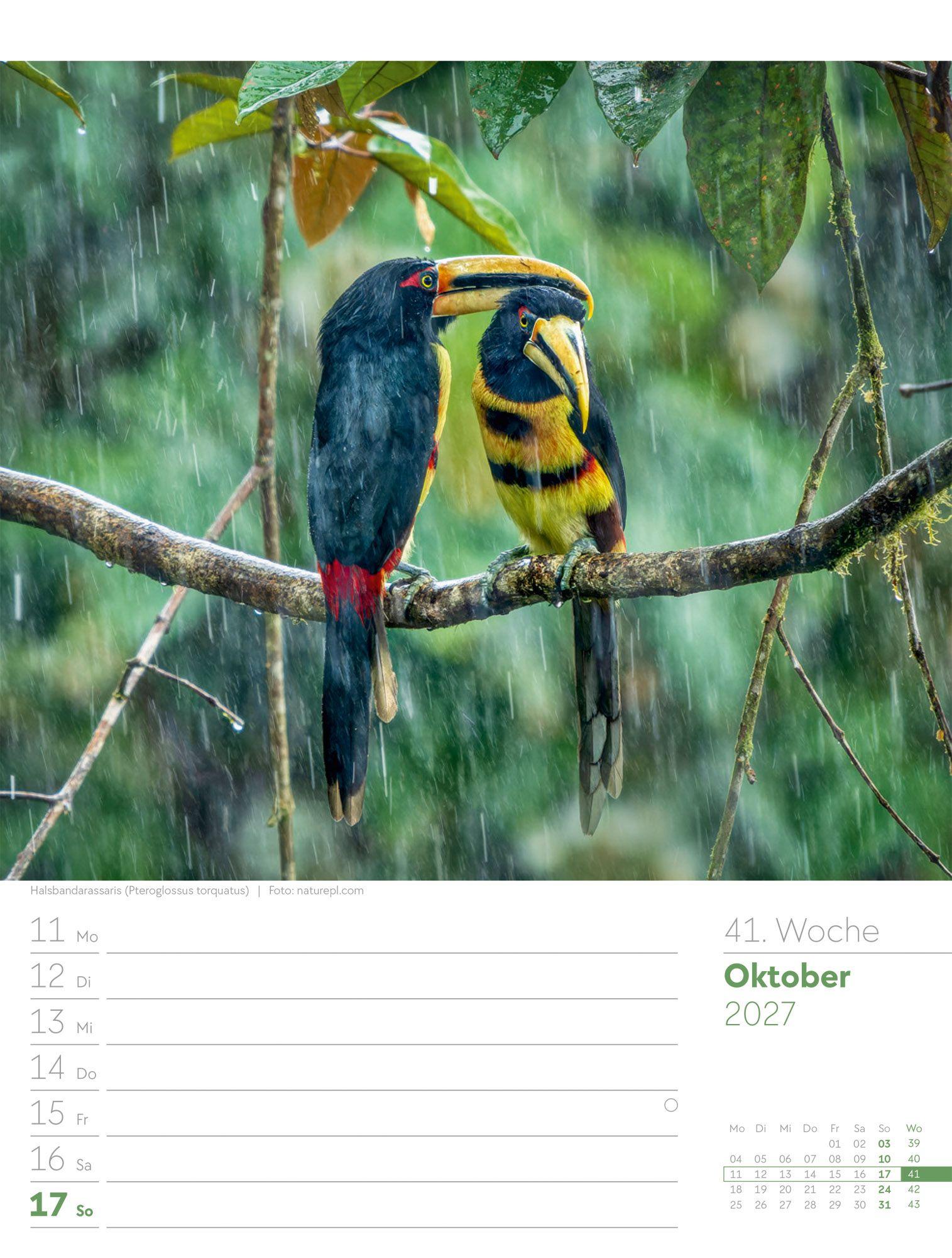 Beispielinhalt (Bild) Vögel Wochenplaner Kalender 2027