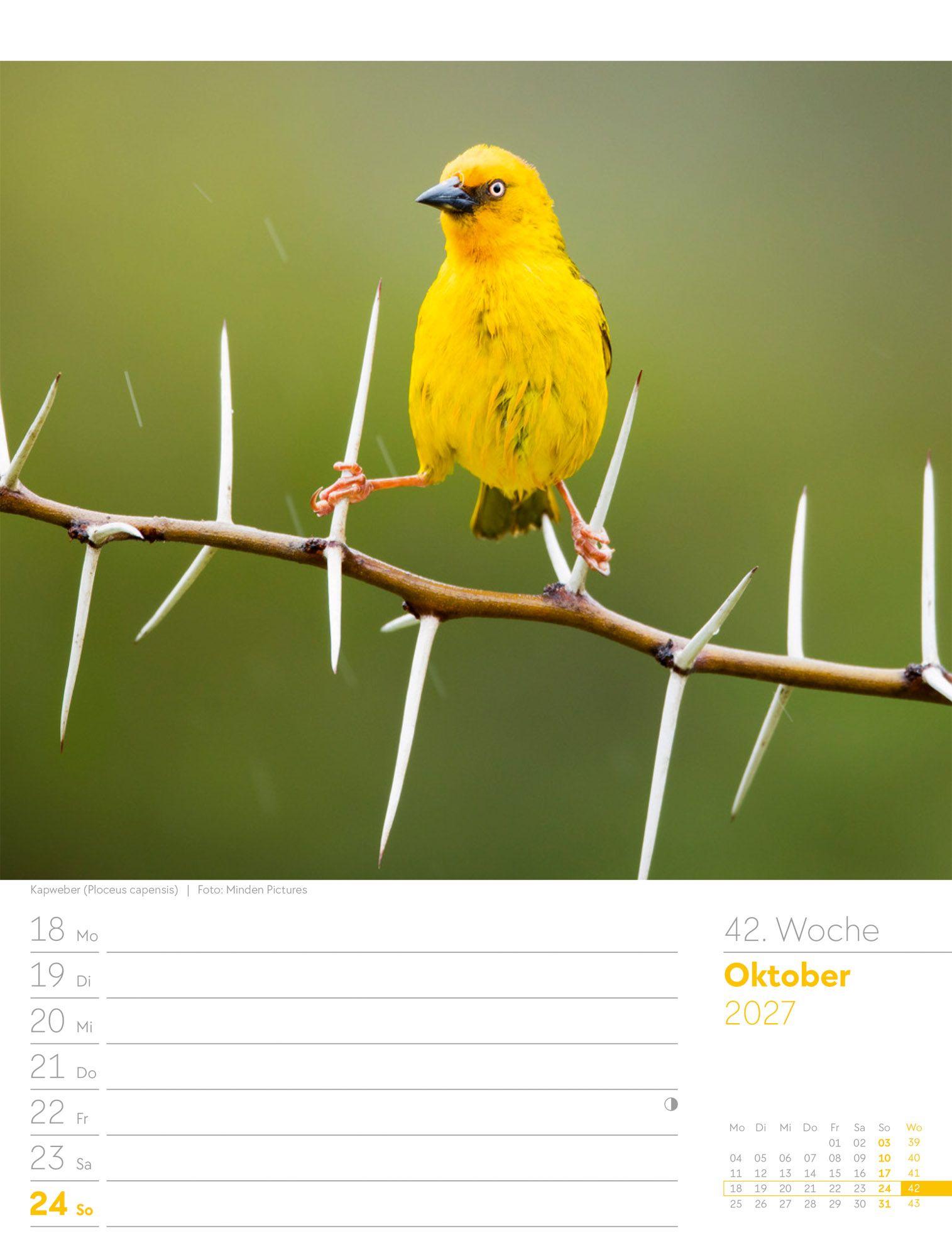 Beispielinhalt (Bild) Vögel Wochenplaner Kalender 2027