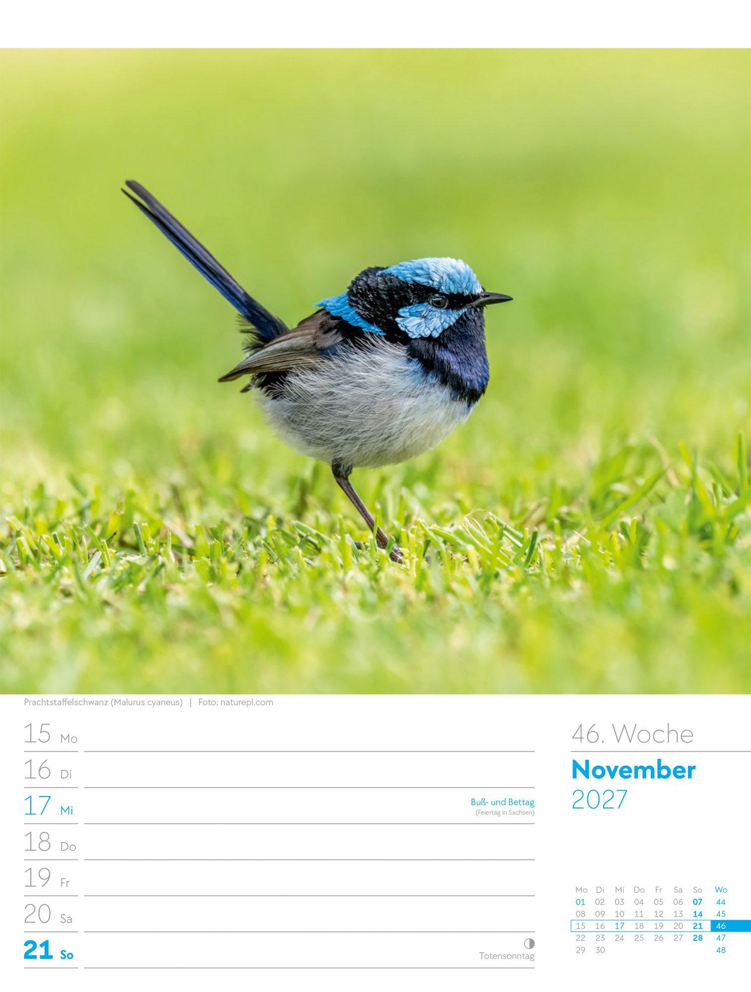 Beispielinhalt (Bild) Vögel Wochenplaner Kalender 2027