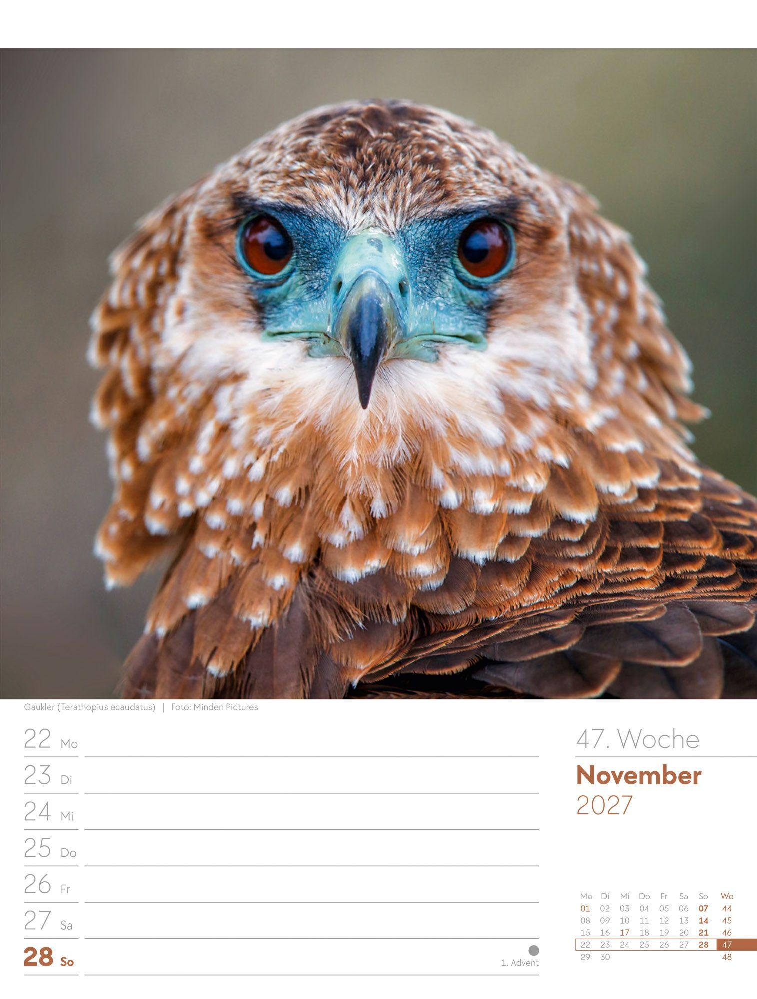 Beispielinhalt (Bild) Vögel Wochenplaner Kalender 2027