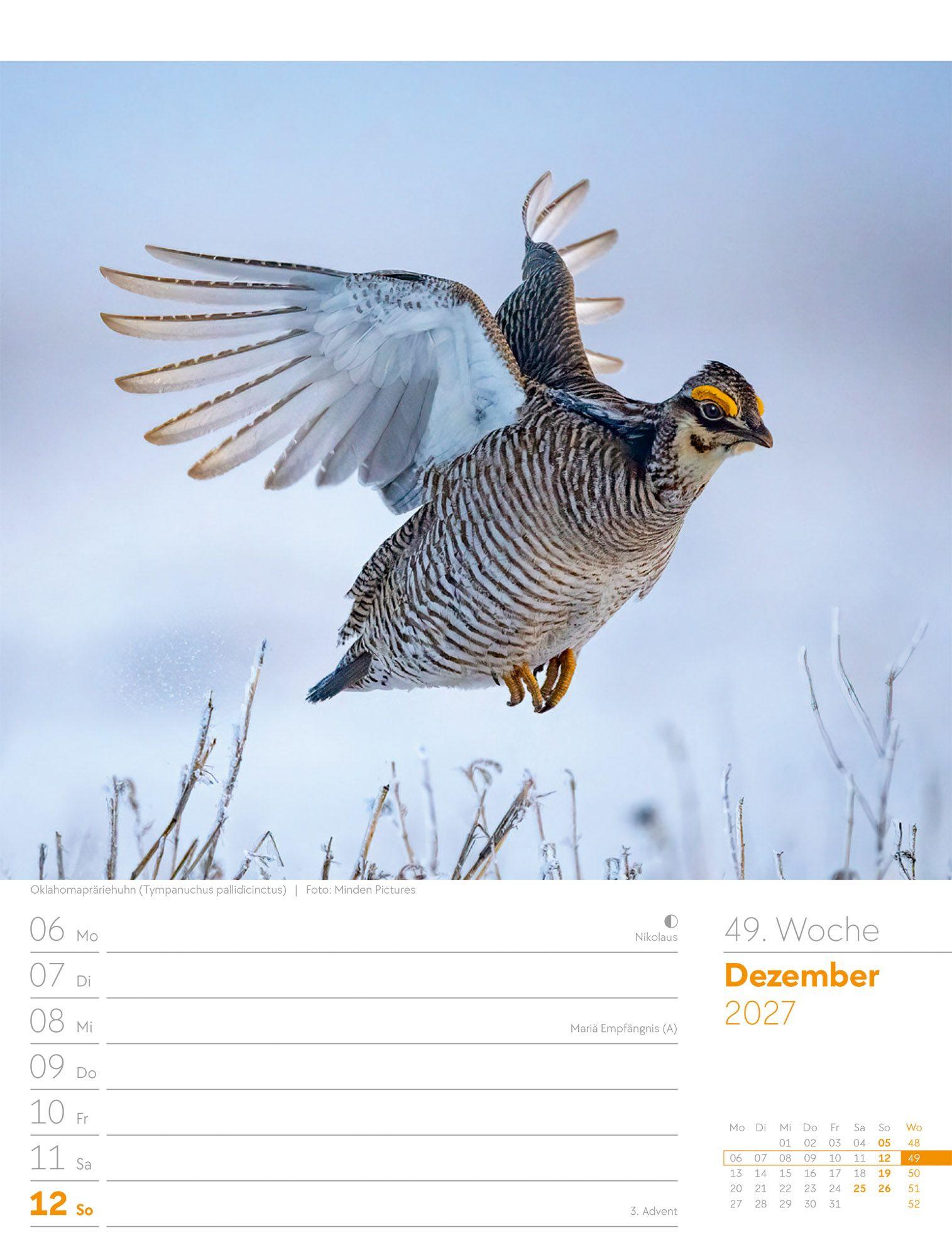 Beispielinhalt (Bild) Vögel Wochenplaner Kalender 2027