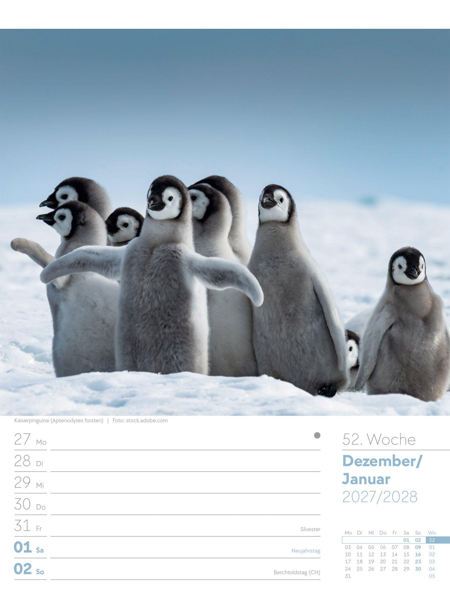 Beispielinhalt (Bild) Vögel Wochenplaner Kalender 2027