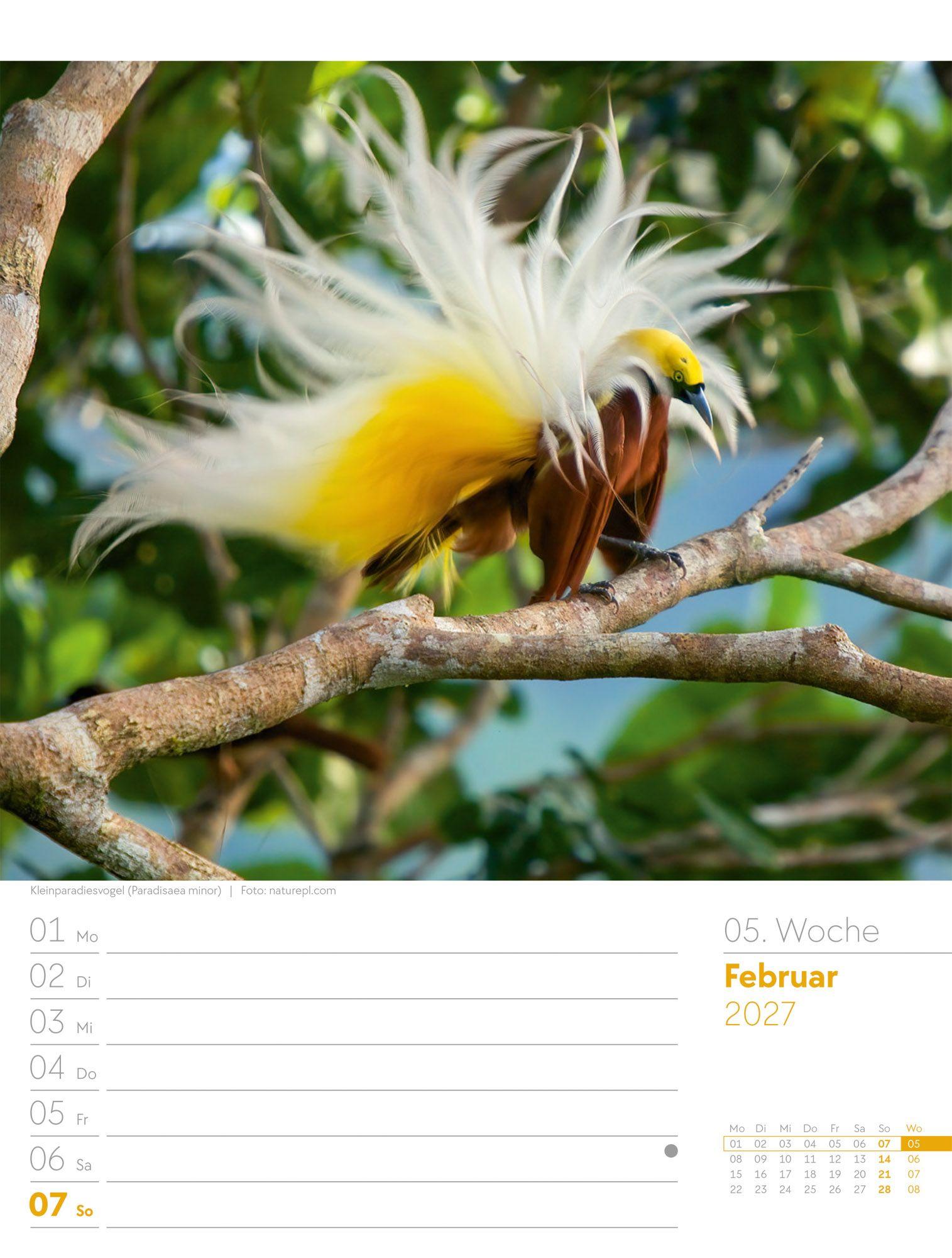 Beispielinhalt (Bild) Vögel Wochenplaner Kalender 2027