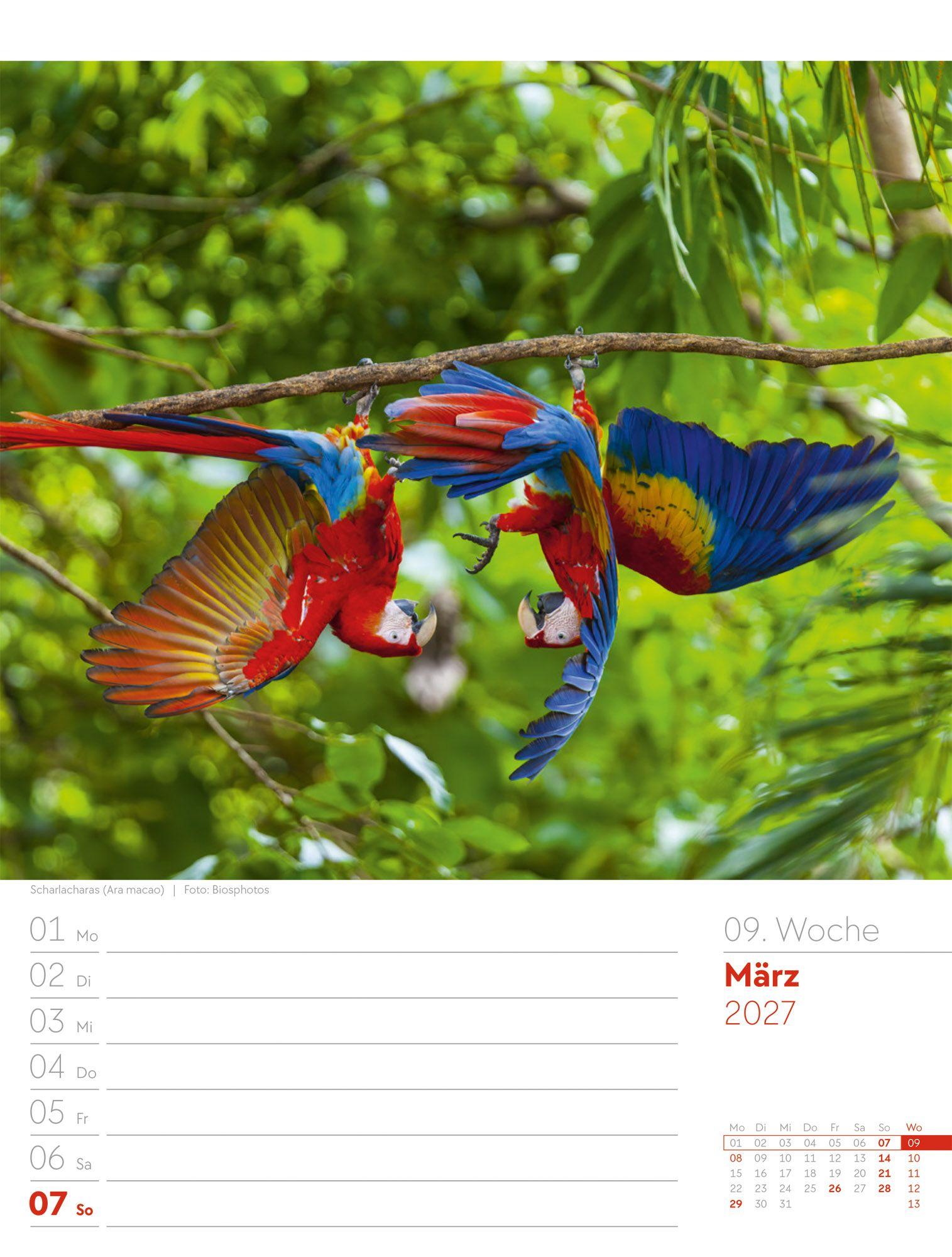 Beispielinhalt (Bild) Vögel Wochenplaner Kalender 2027