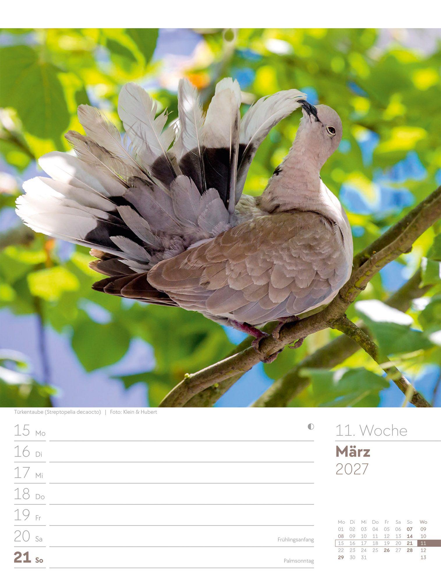 Beispielinhalt (Bild) Vögel Wochenplaner Kalender 2027