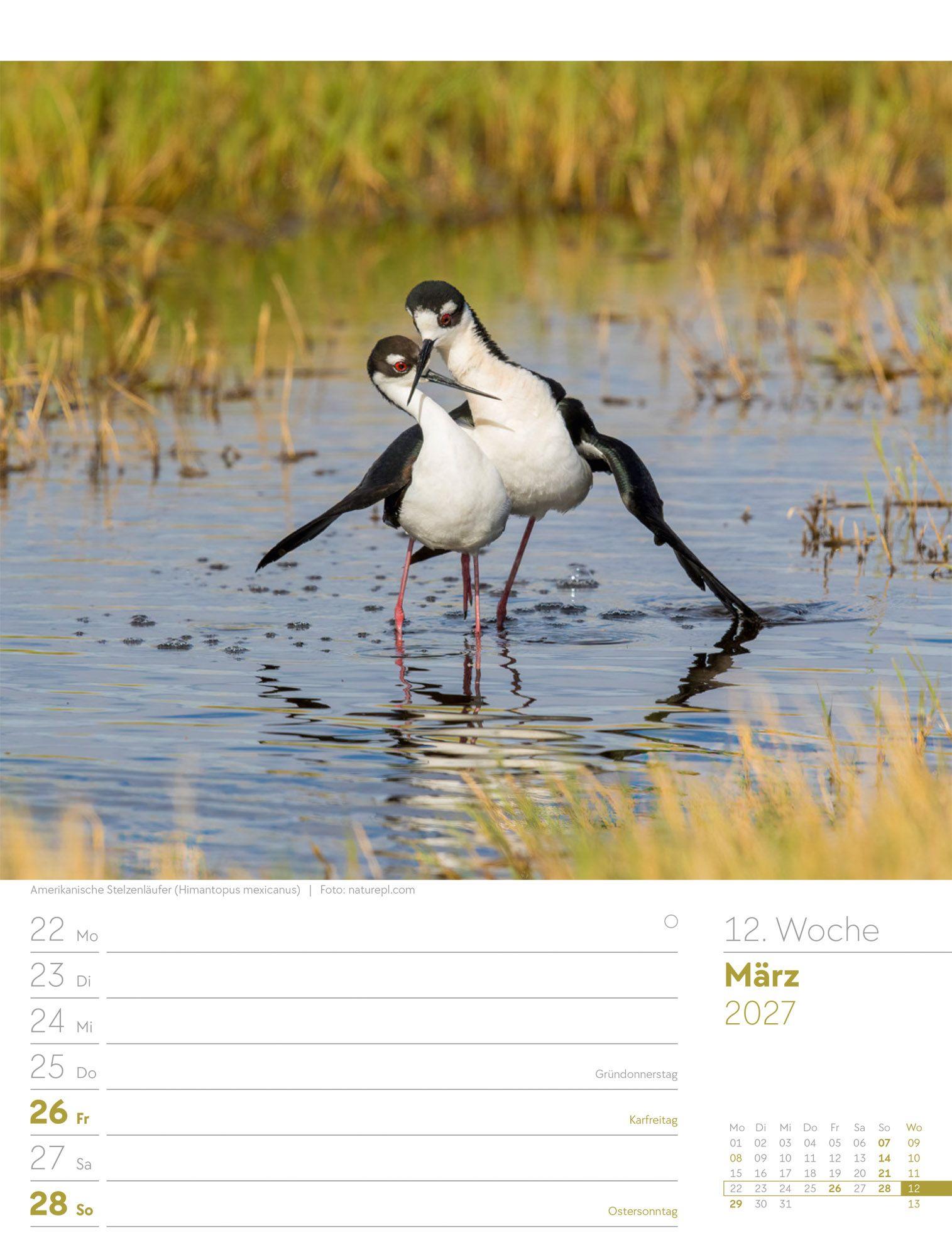 Beispielinhalt (Bild) Vögel Wochenplaner Kalender 2027