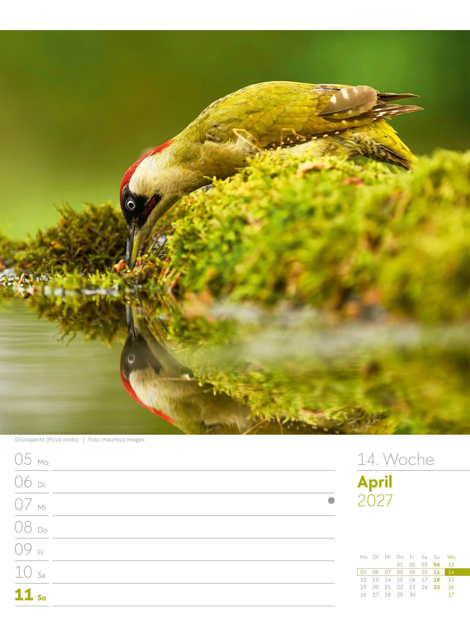 Beispielinhalt (Bild) Vögel Wochenplaner Kalender 2027