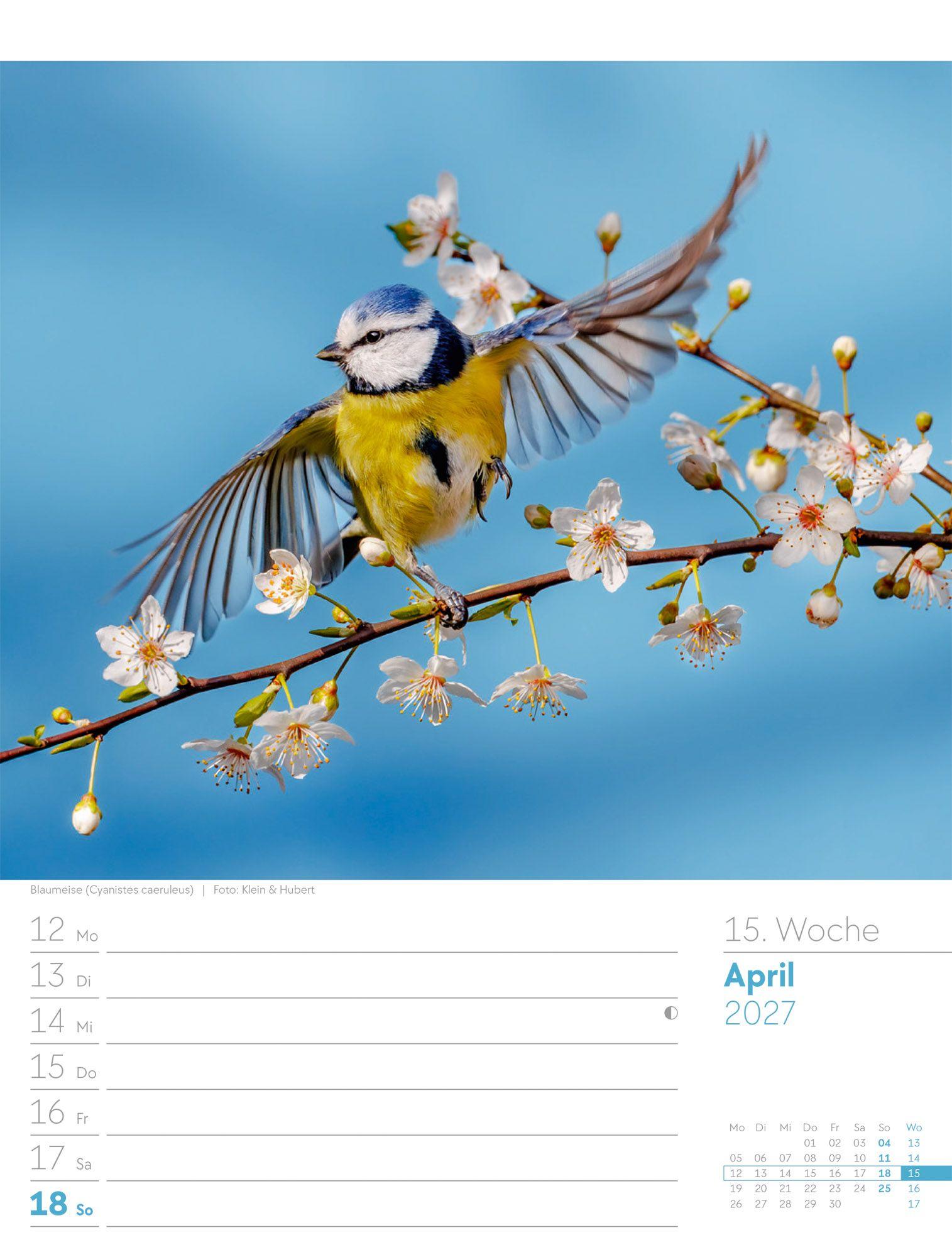 Beispielinhalt (Bild) Vögel Wochenplaner Kalender 2027