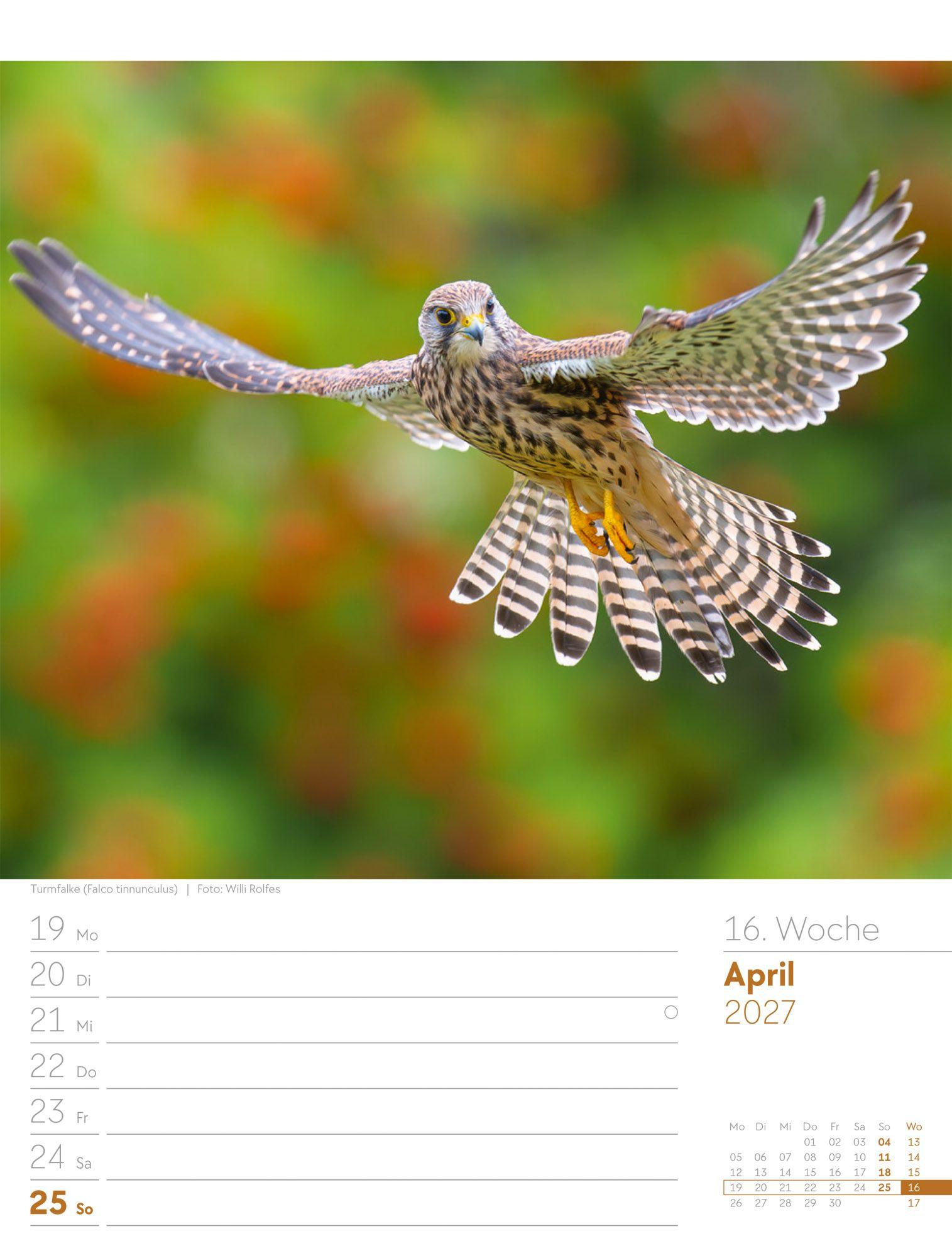 Beispielinhalt (Bild) Vögel Wochenplaner Kalender 2027