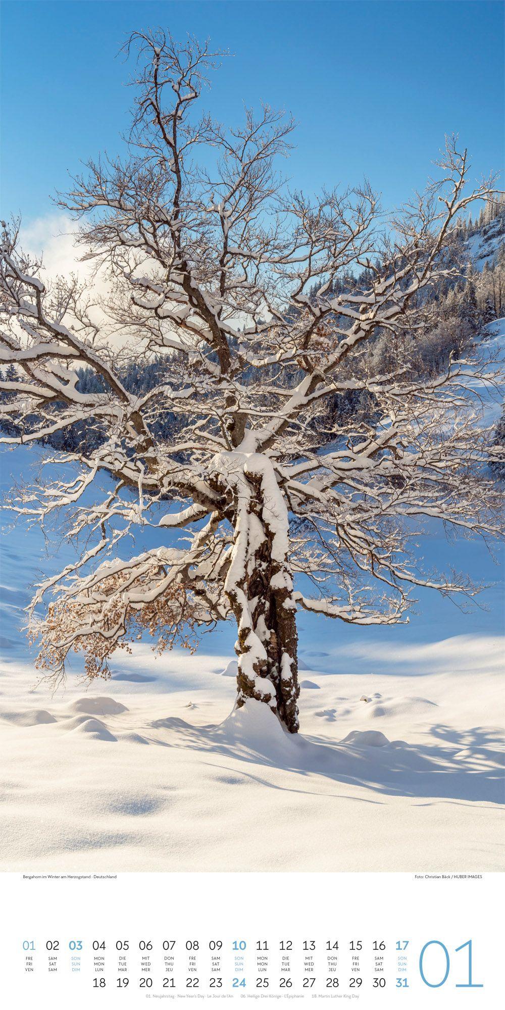 Beispielinhalt (Bild) Bäume Kalender 2027