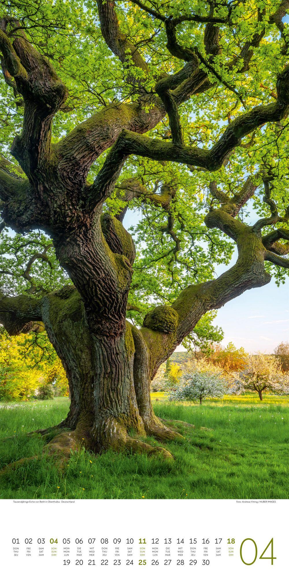 Beispielinhalt (Bild) Bäume Kalender 2027