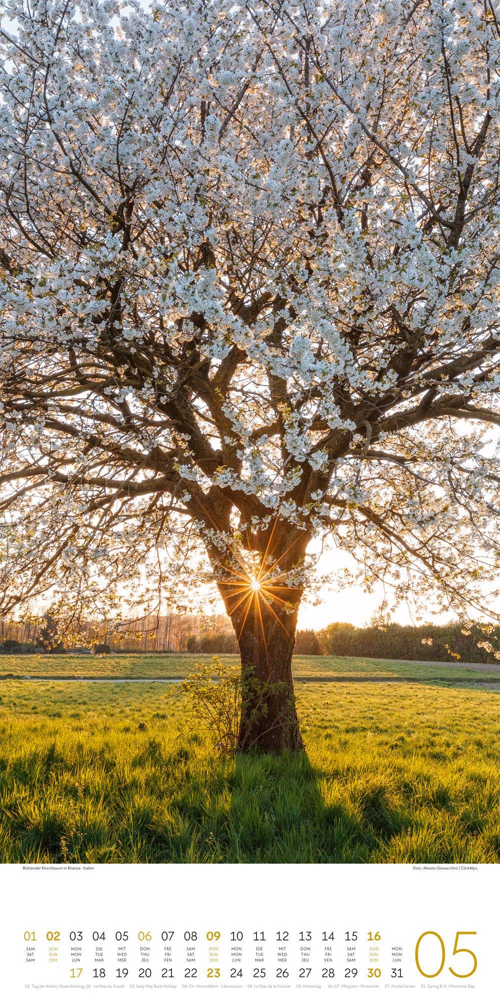 Beispielinhalt (Bild) Bäume Kalender 2027