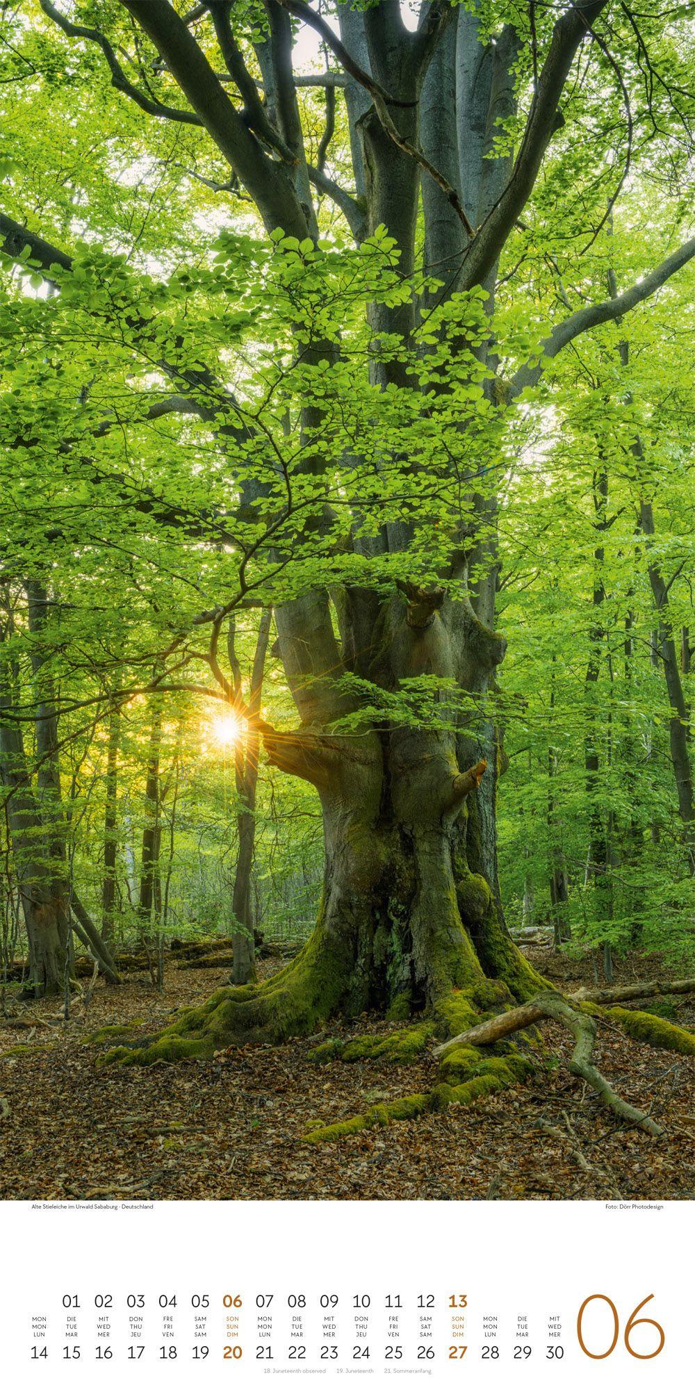 Beispielinhalt (Bild) Bäume Kalender 2027