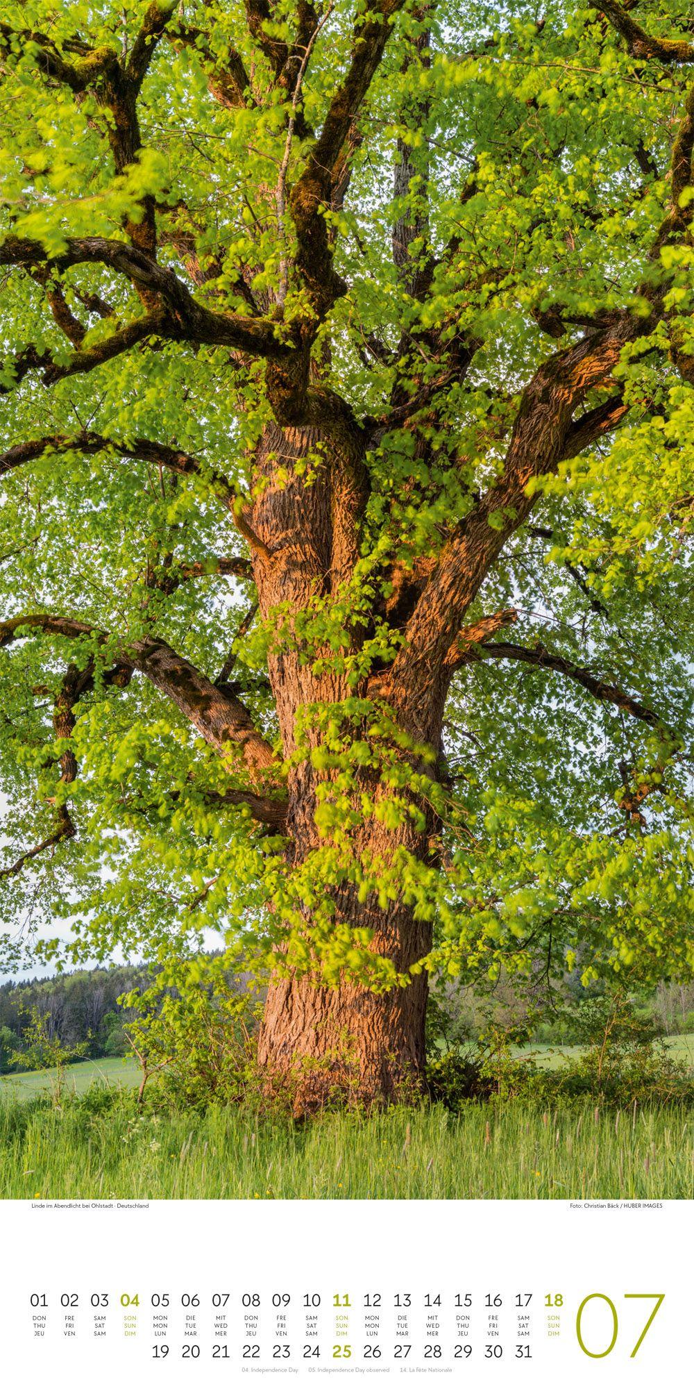 Beispielinhalt (Bild) Bäume Kalender 2027
