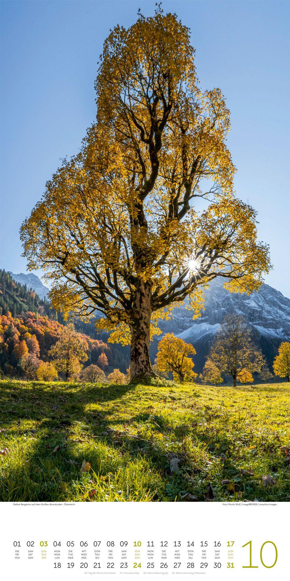 Beispielinhalt (Bild) Bäume Kalender 2027