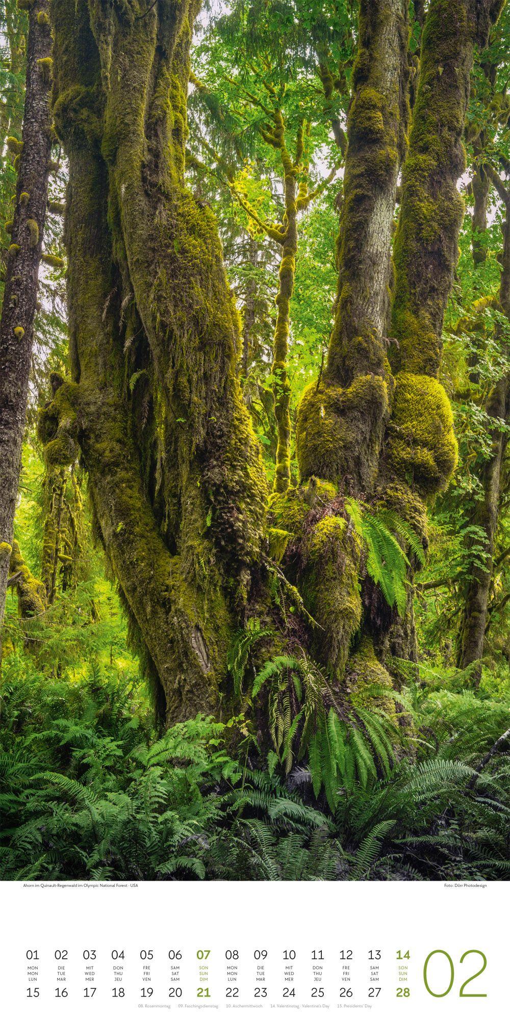 Beispielinhalt (Bild) Bäume Kalender 2027