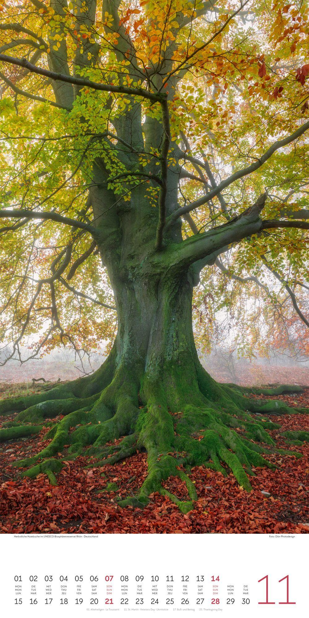 Beispielinhalt (Bild) Bäume Kalender 2027