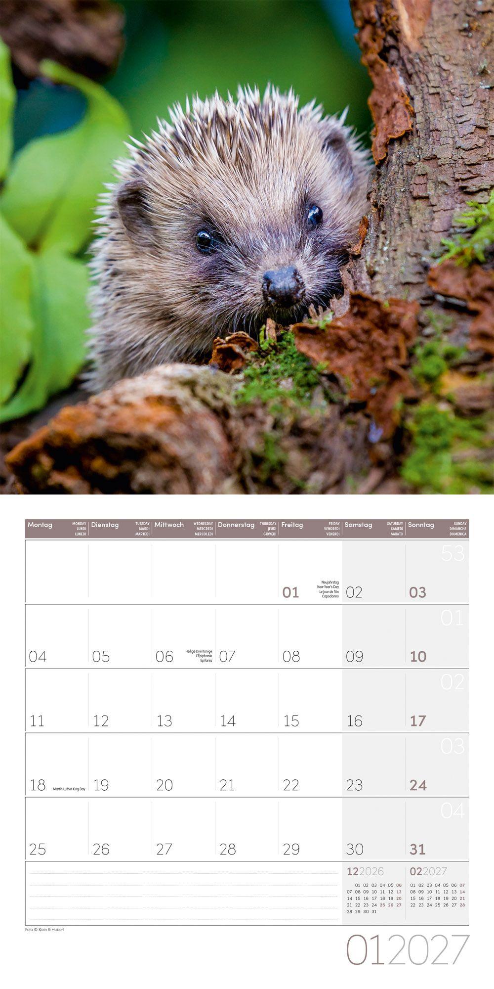 Beispielinhalt (Bild) Igel Kalender 2027 - 30x30 - Art12