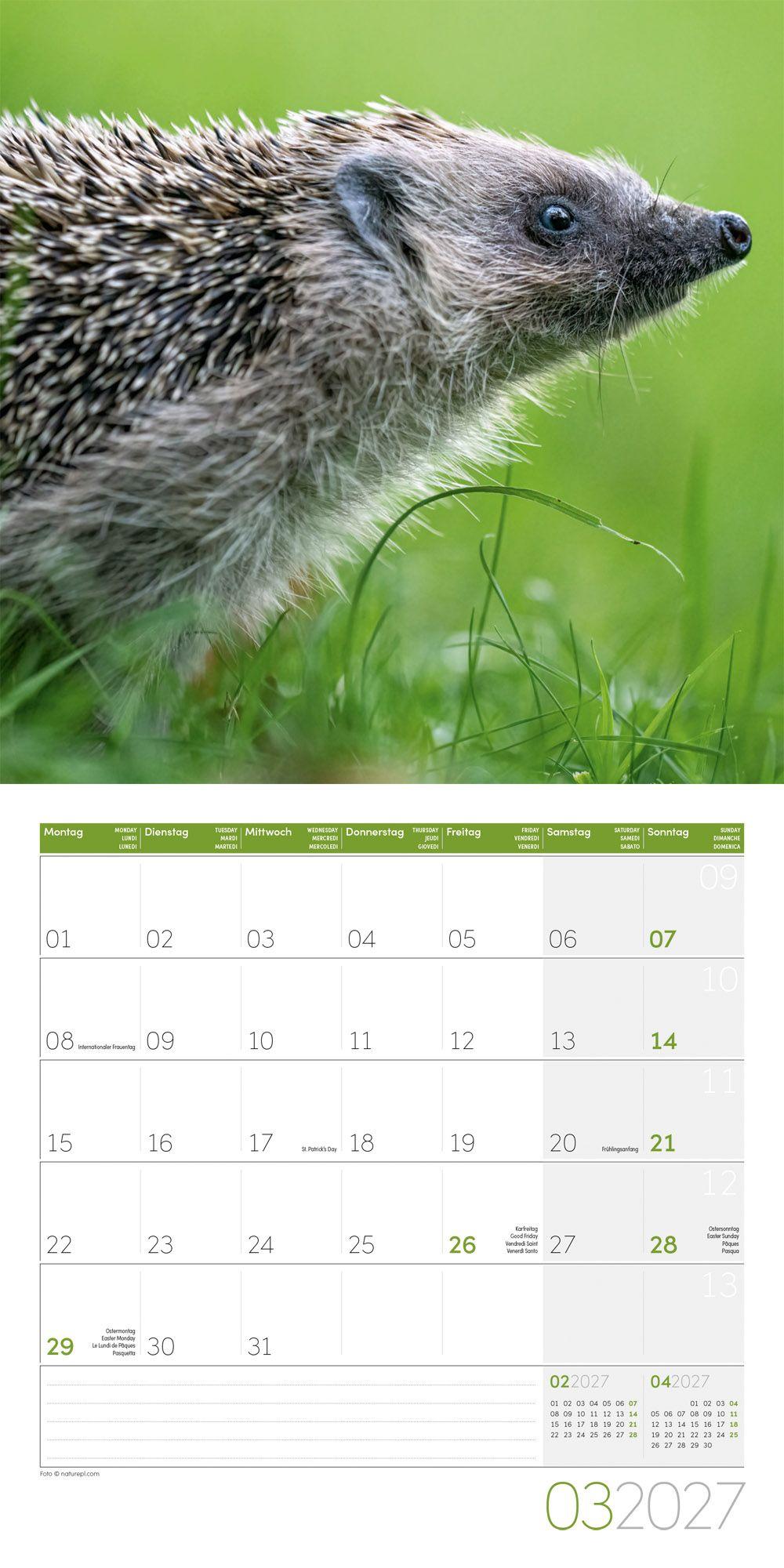 Beispielinhalt (Bild) Igel Kalender 2027 - 30x30 - Art12