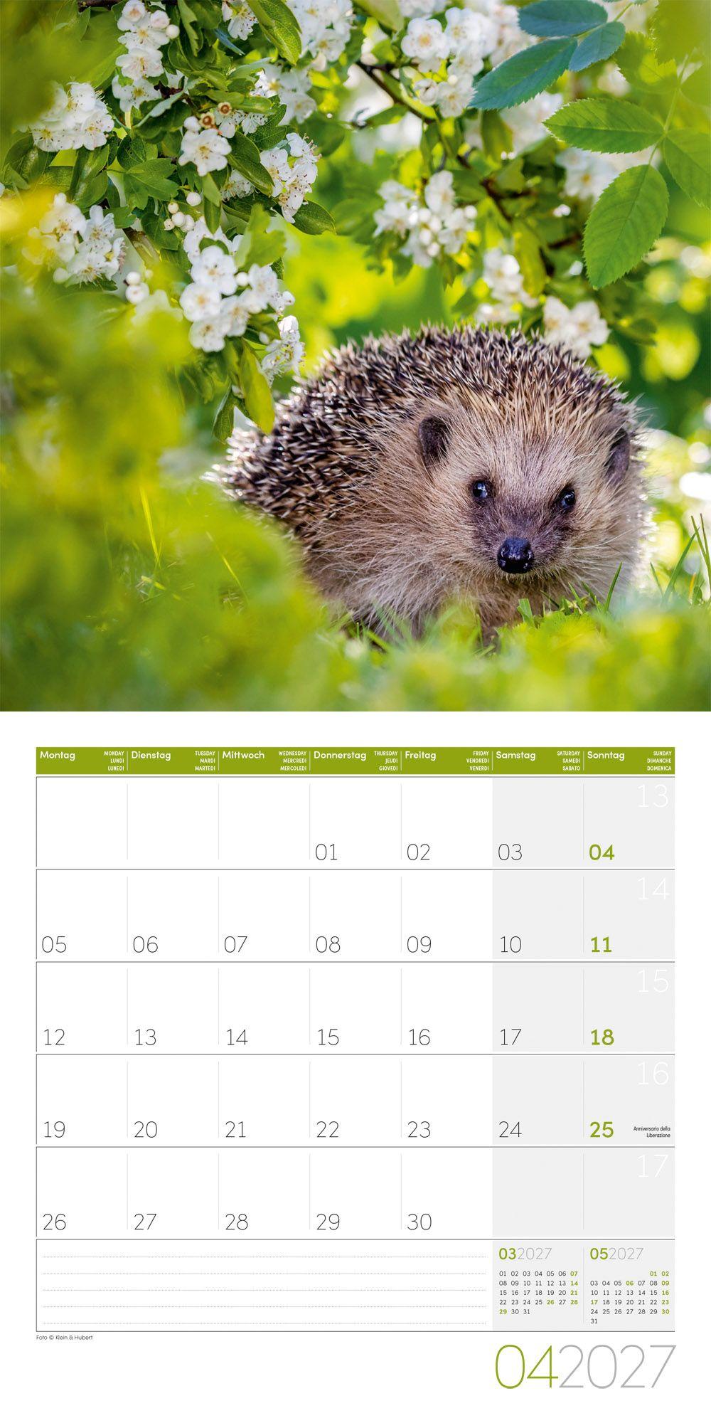 Beispielinhalt (Bild) Igel Kalender 2027 - 30x30 - Art12
