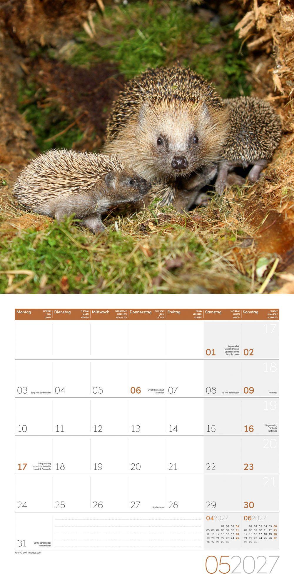 Beispielinhalt (Bild) Igel Kalender 2027 - 30x30 - Art12