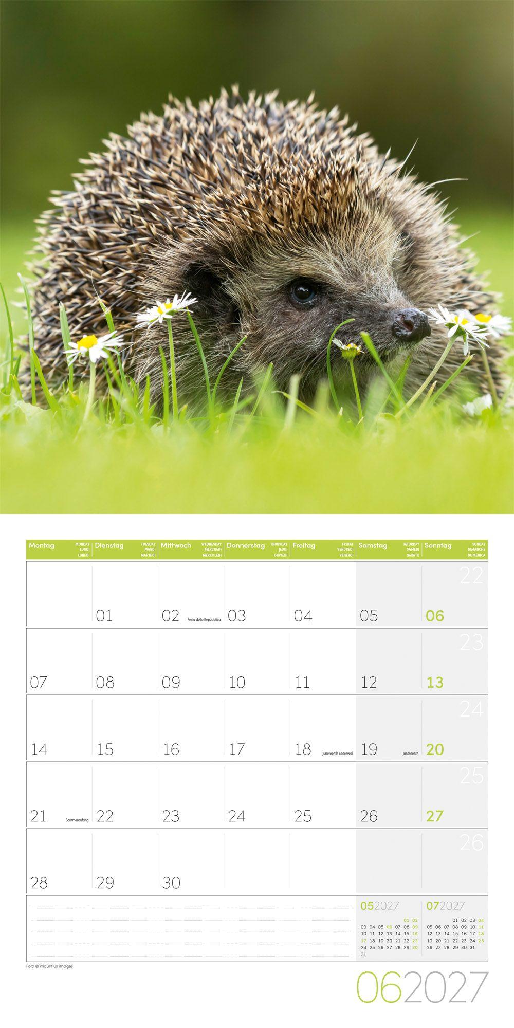 Beispielinhalt (Bild) Igel Kalender 2027 - 30x30 - Art12