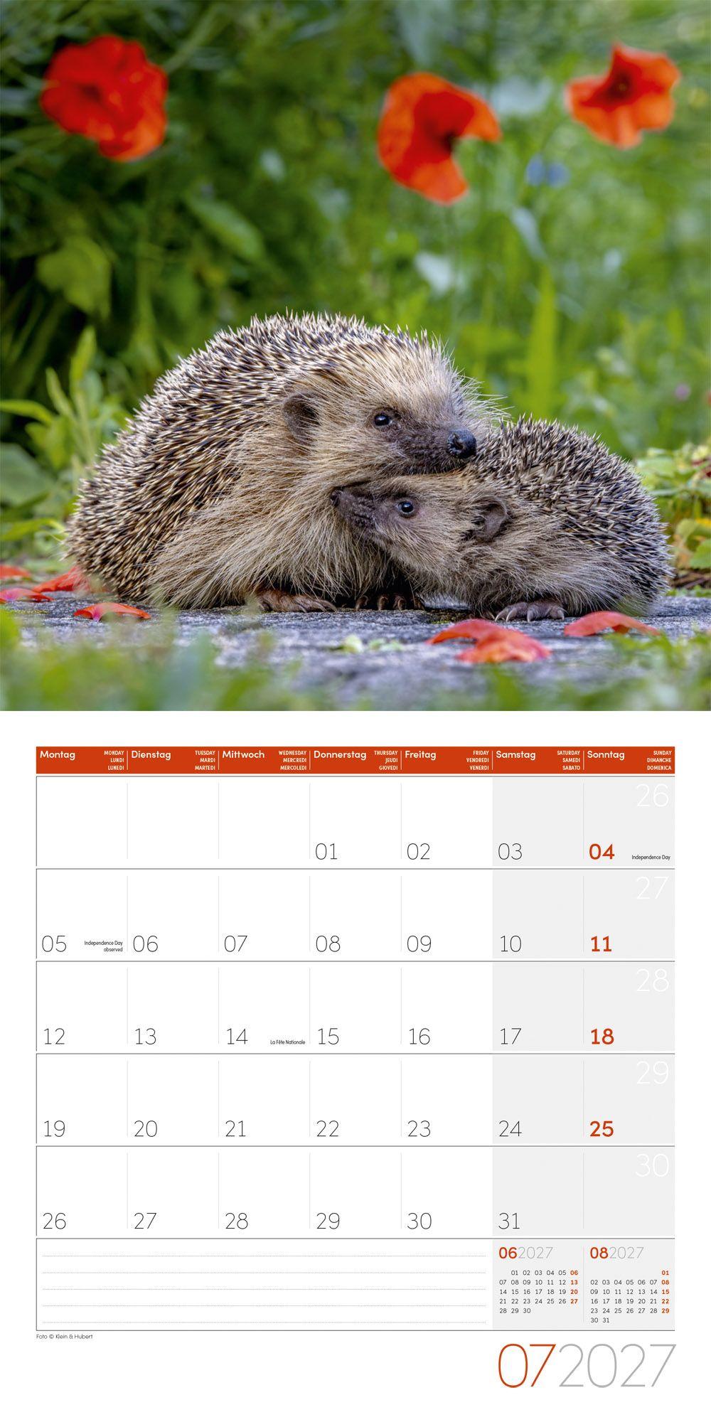 Beispielinhalt (Bild) Igel Kalender 2027 - 30x30 - Art12