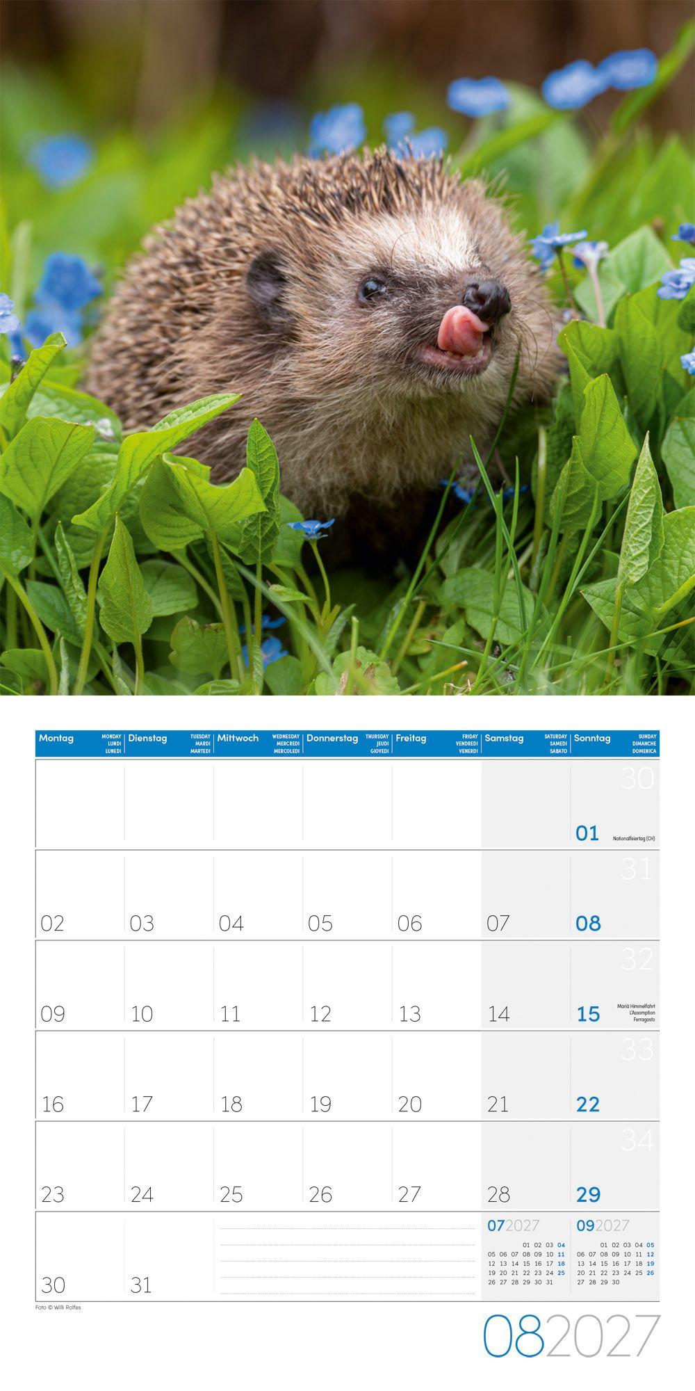 Beispielinhalt (Bild) Igel Kalender 2027 - 30x30 - Art12