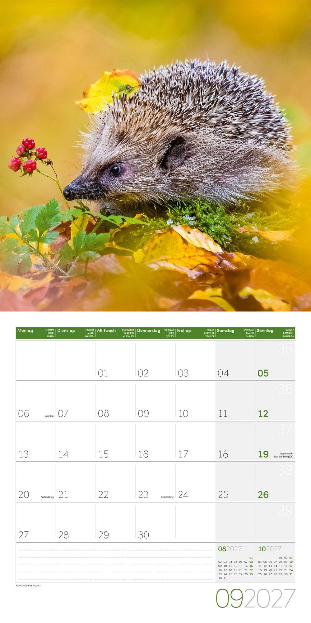 Beispielinhalt (Bild) Igel Kalender 2027 - 30x30 - Art12