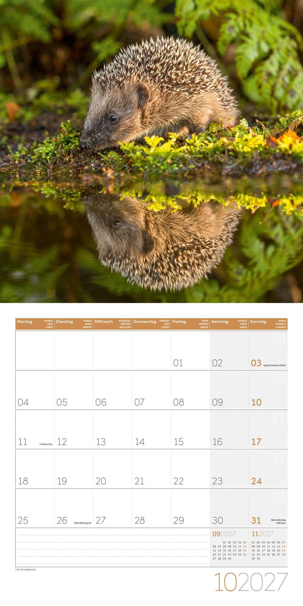 Beispielinhalt (Bild) Igel Kalender 2027 - 30x30 - Art12