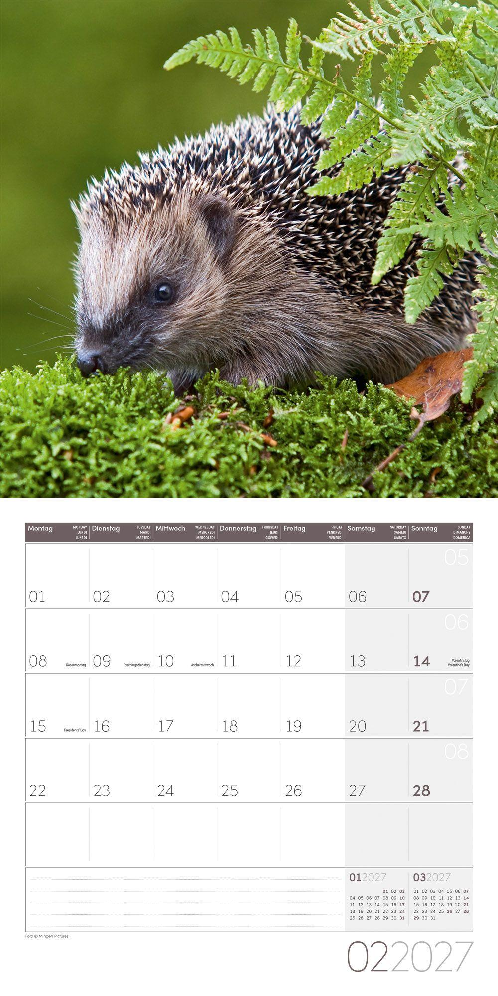 Beispielinhalt (Bild) Igel Kalender 2027 - 30x30 - Art12