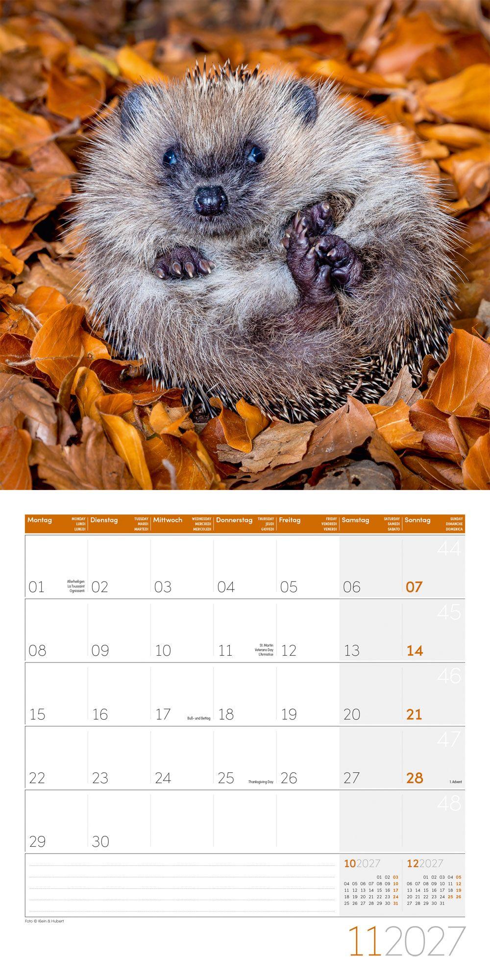 Beispielinhalt (Bild) Igel Kalender 2027 - 30x30 - Art12