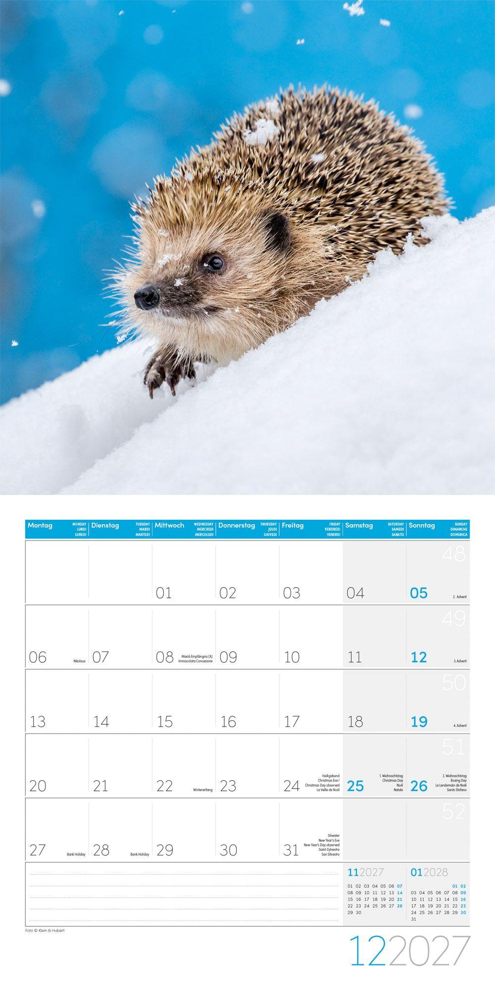 Beispielinhalt (Bild) Igel Kalender 2027 - 30x30 - Art12