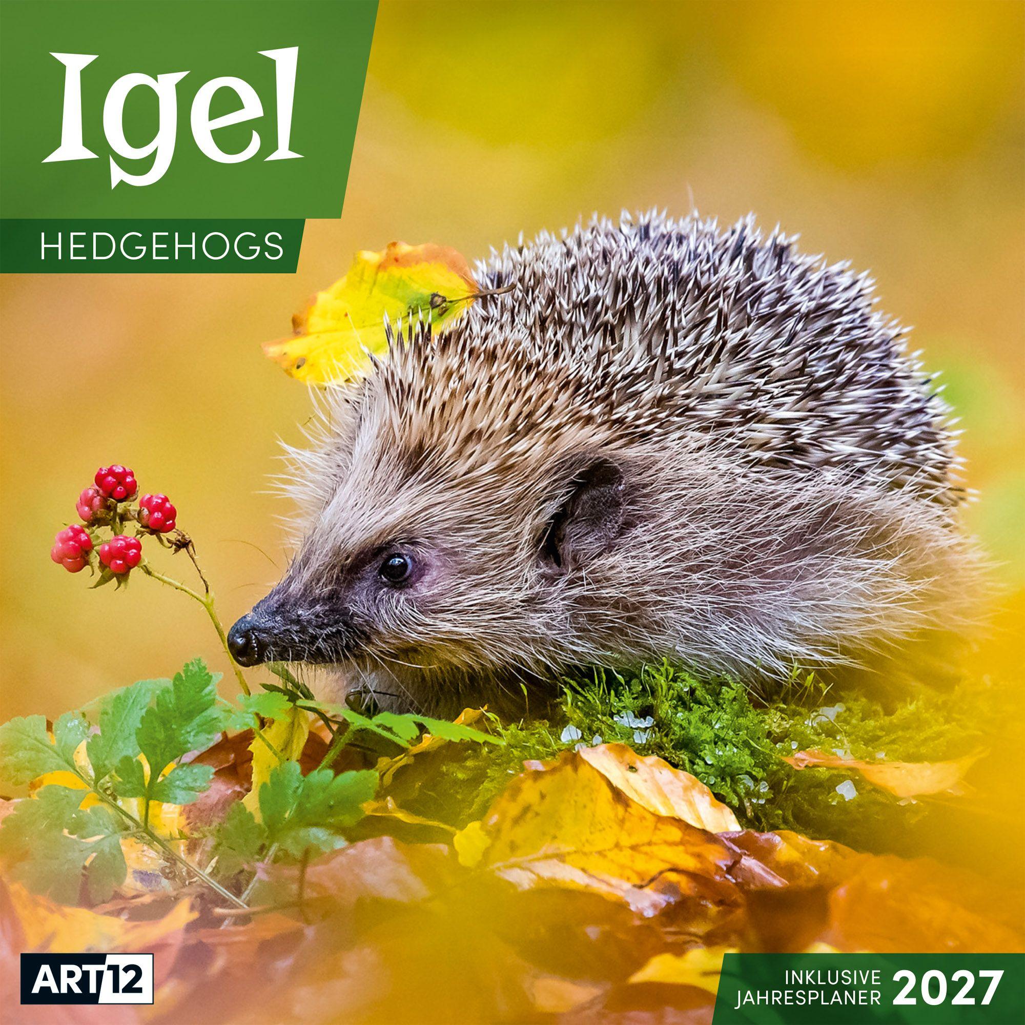 Vorderes Coverbild Igel Kalender 2027 - 30x30 - Art12