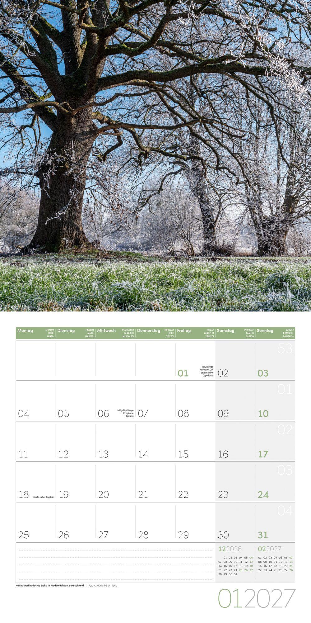 Beispielinhalt (Bild) Bäume Kalender 2027 - 30x30 - Art12