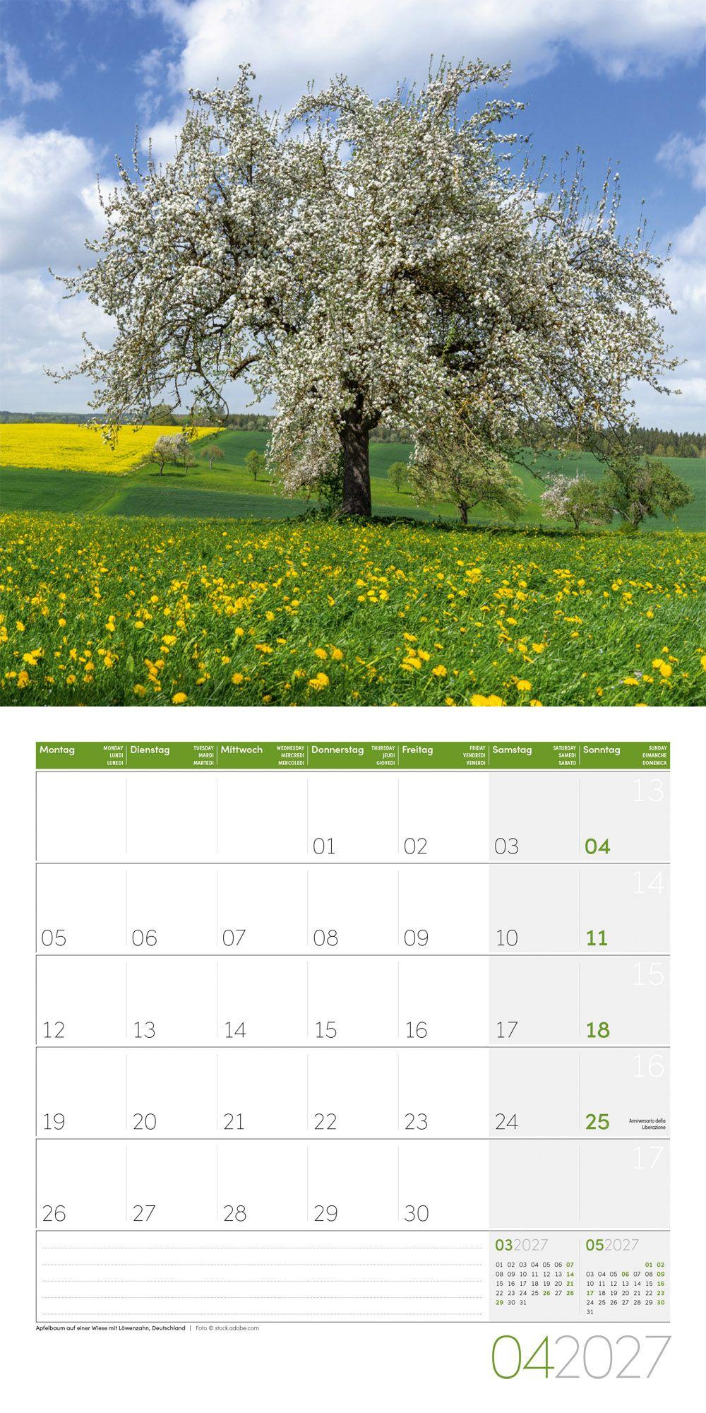 Beispielinhalt (Bild) Bäume Kalender 2027 - 30x30 - Art12