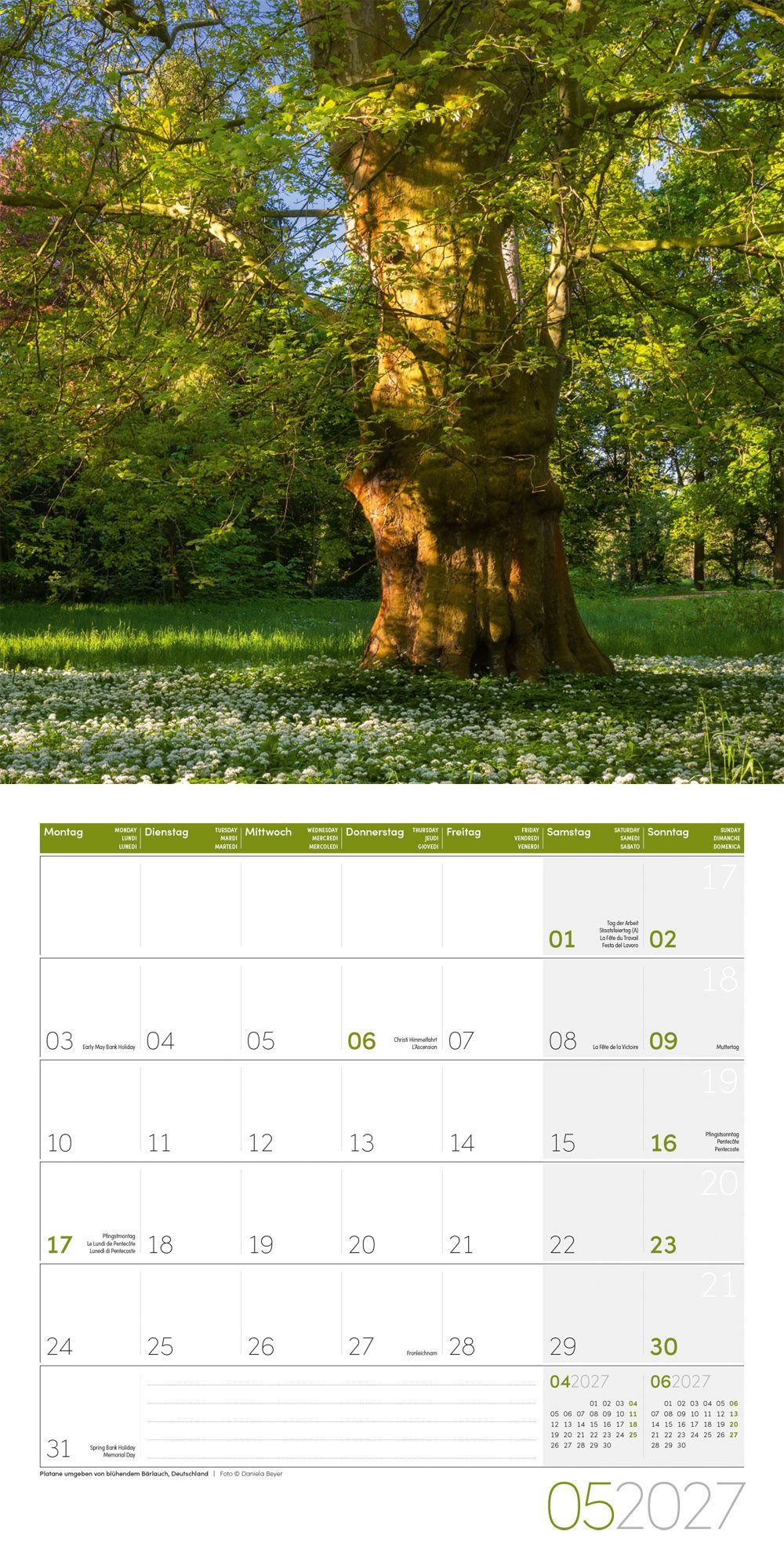 Beispielinhalt (Bild) Bäume Kalender 2027 - 30x30 - Art12