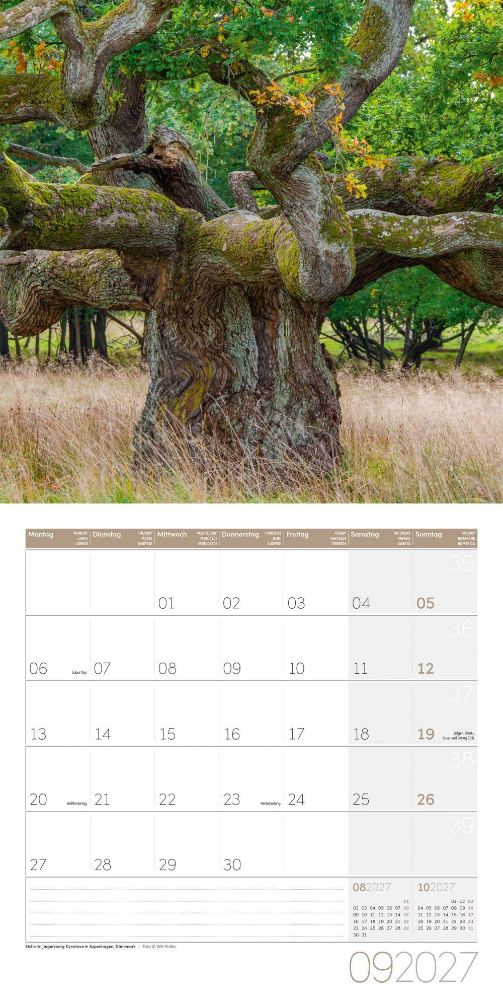 Beispielinhalt (Bild) Bäume Kalender 2027 - 30x30 - Art12