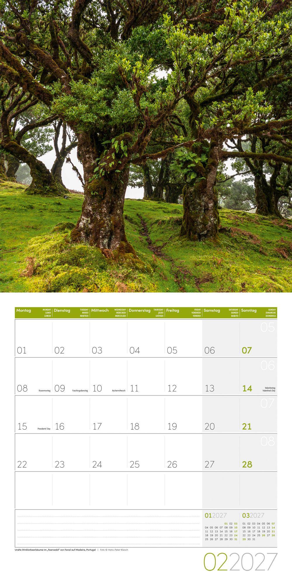 Beispielinhalt (Bild) Bäume Kalender 2027 - 30x30 - Art12