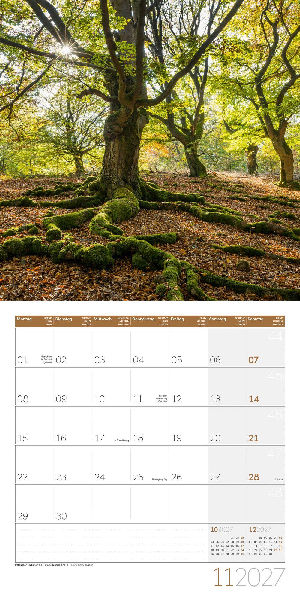 Beispielinhalt (Bild) Bäume Kalender 2027 - 30x30 - Art12