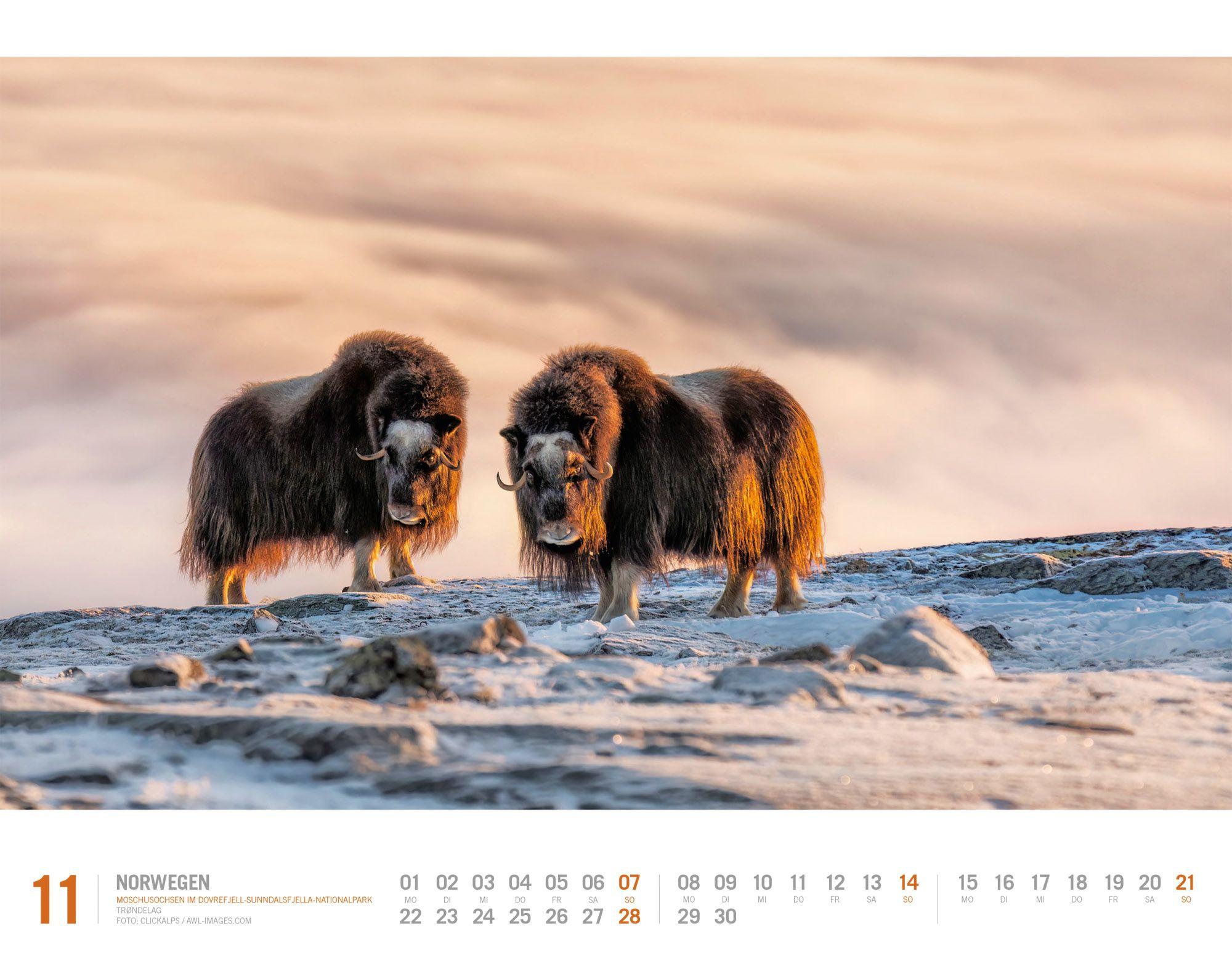 Beispielinhalt (Bild) Norwegen Kalender 2027 | Unterwegs zwischen Fjordland und Nordkap