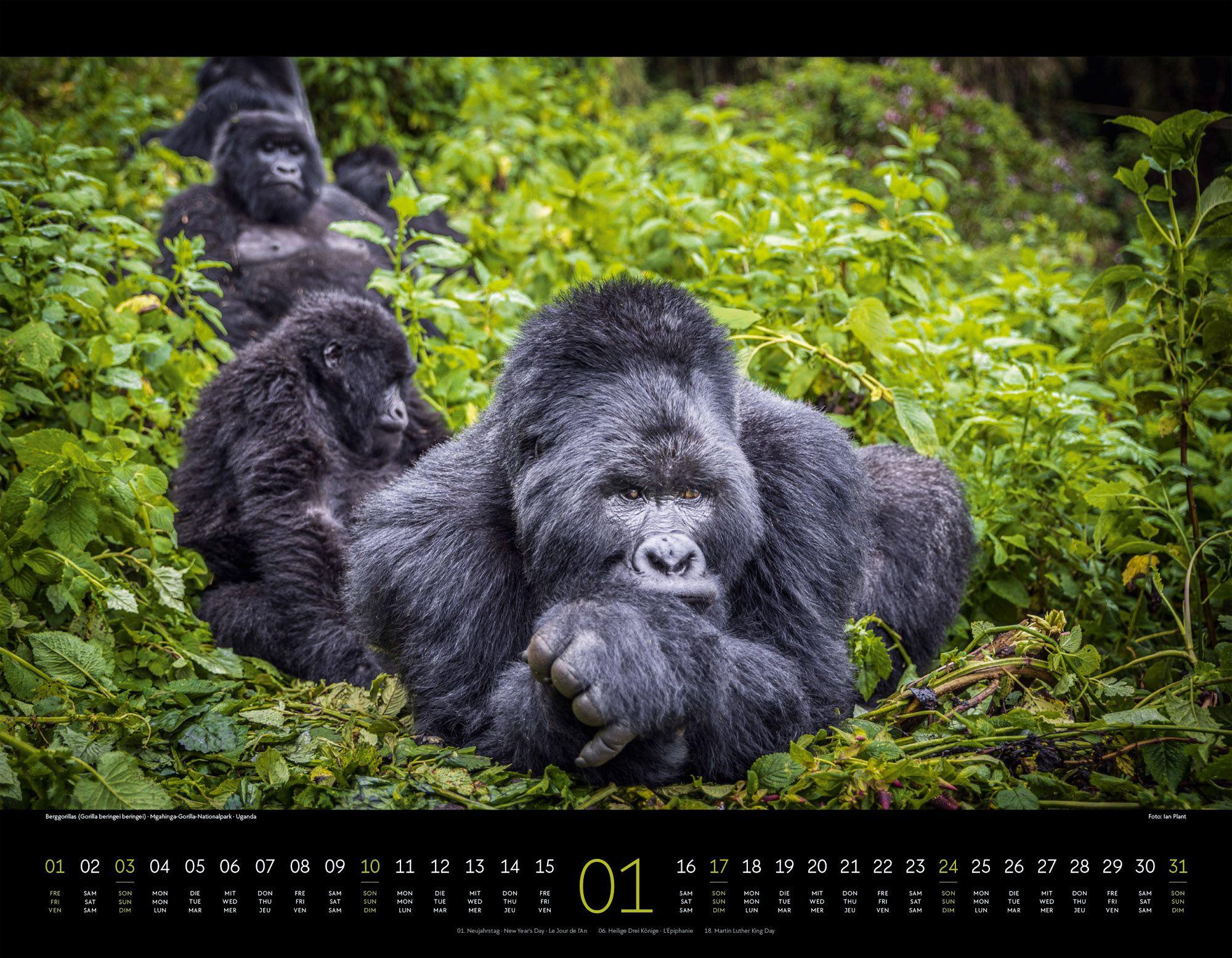 Beispielinhalt (Bild) Wildes Afrika Kalender 2027