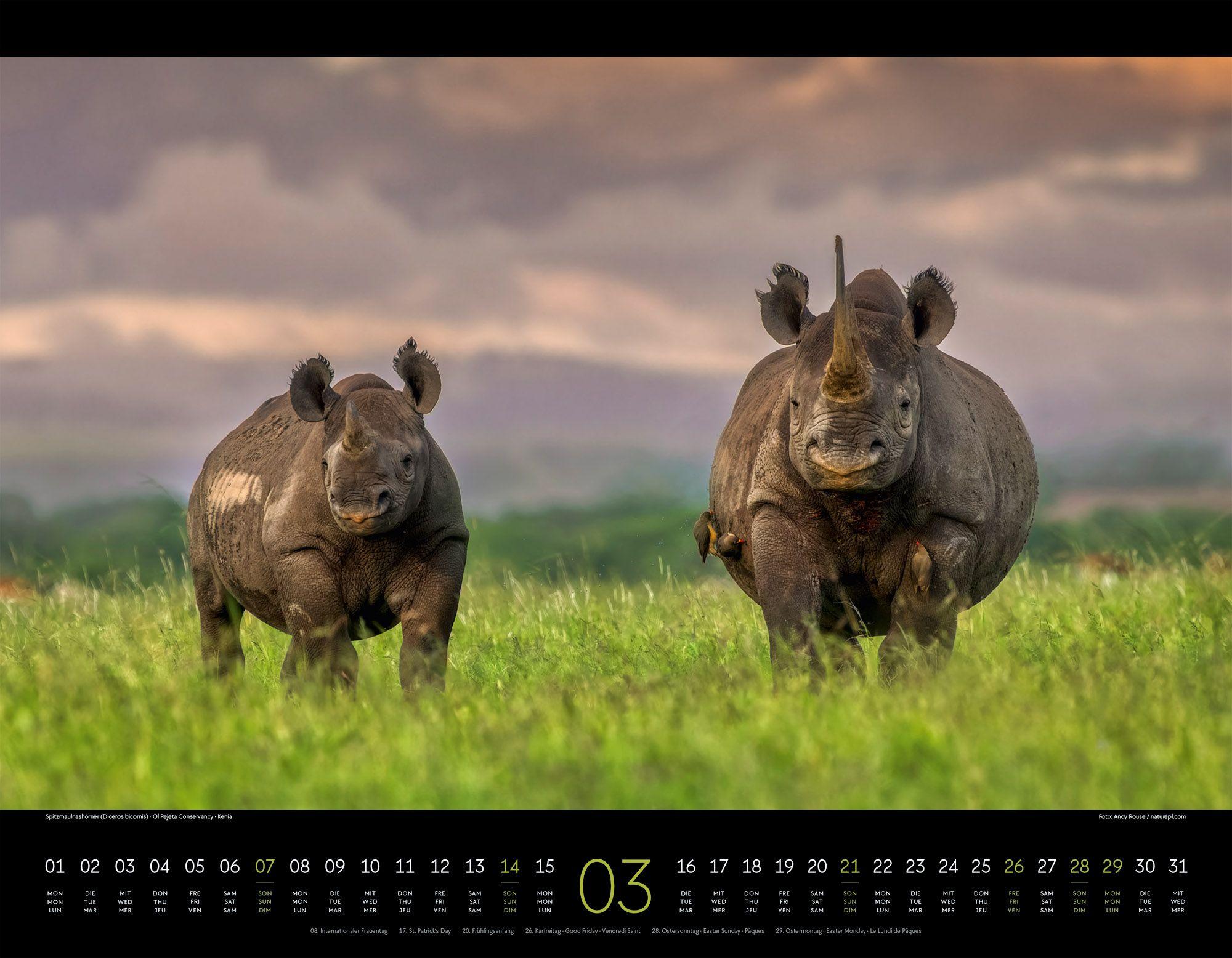 Beispielinhalt (Bild) Wildes Afrika Kalender 2027