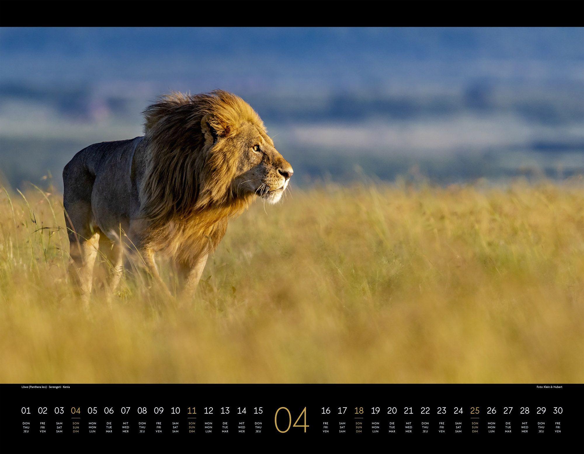 Beispielinhalt (Bild) Wildes Afrika Kalender 2027