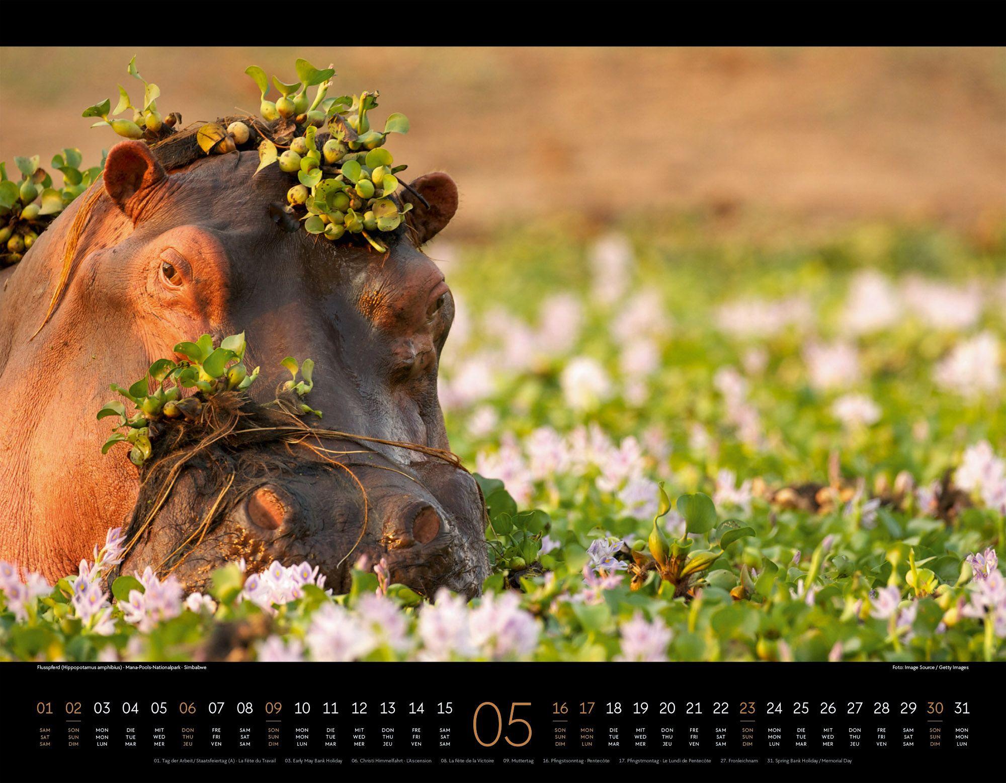 Beispielinhalt (Bild) Wildes Afrika Kalender 2027