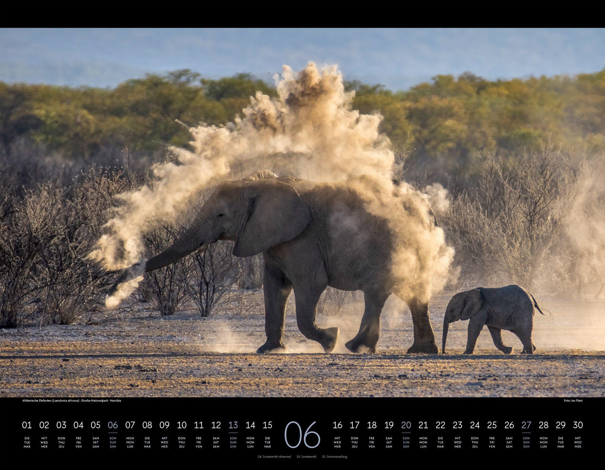 Beispielinhalt (Bild) Wildes Afrika Kalender 2027