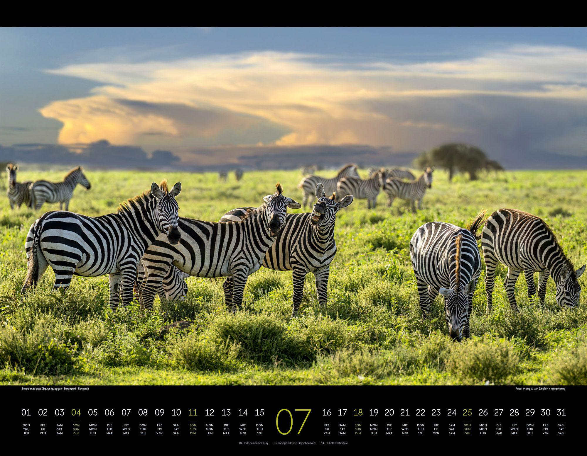 Beispielinhalt (Bild) Wildes Afrika Kalender 2027