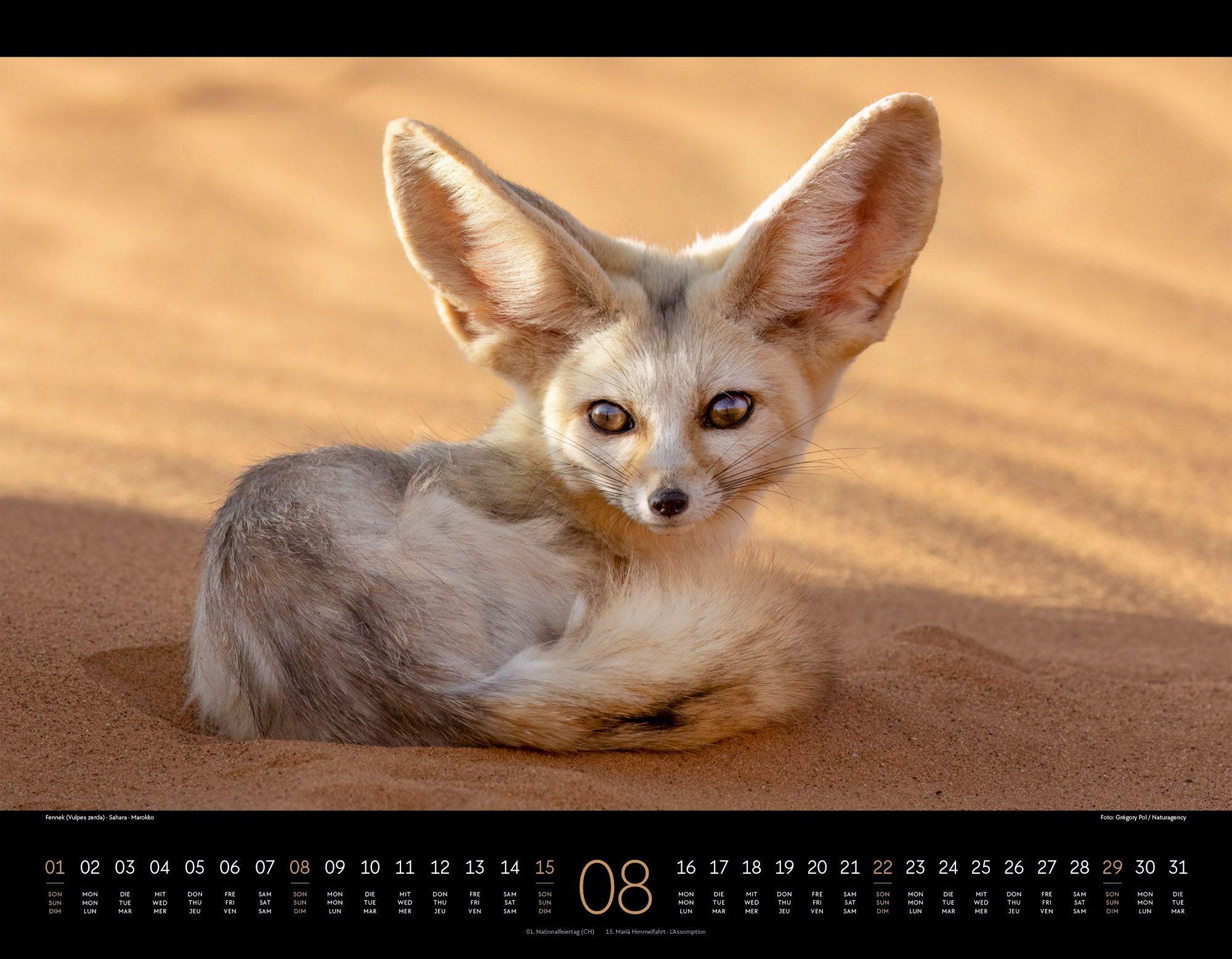 Beispielinhalt (Bild) Wildes Afrika Kalender 2027