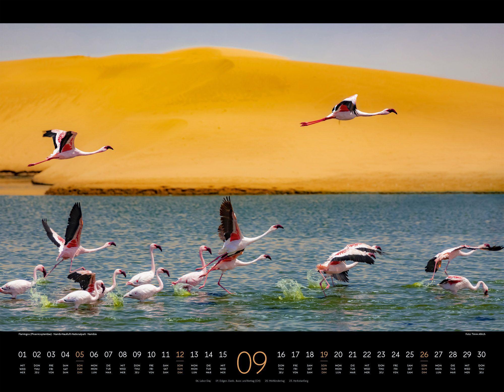 Beispielinhalt (Bild) Wildes Afrika Kalender 2027